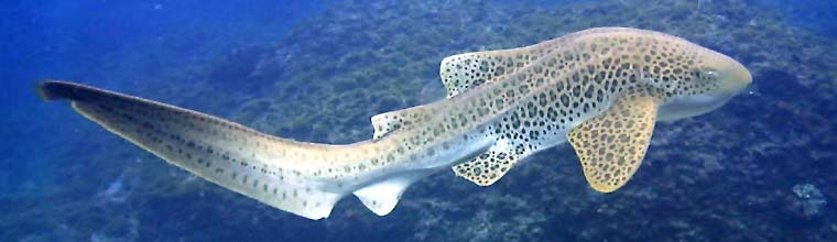 Leopard Shark